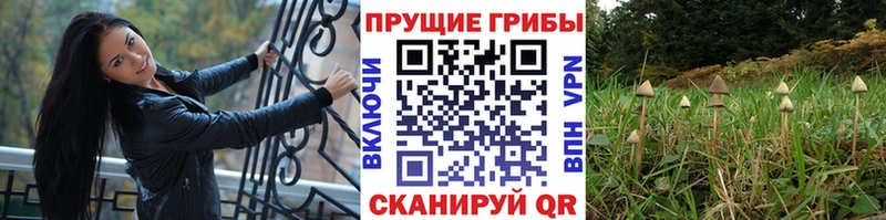Галлюциногенные грибы Cubensis  Бирск 